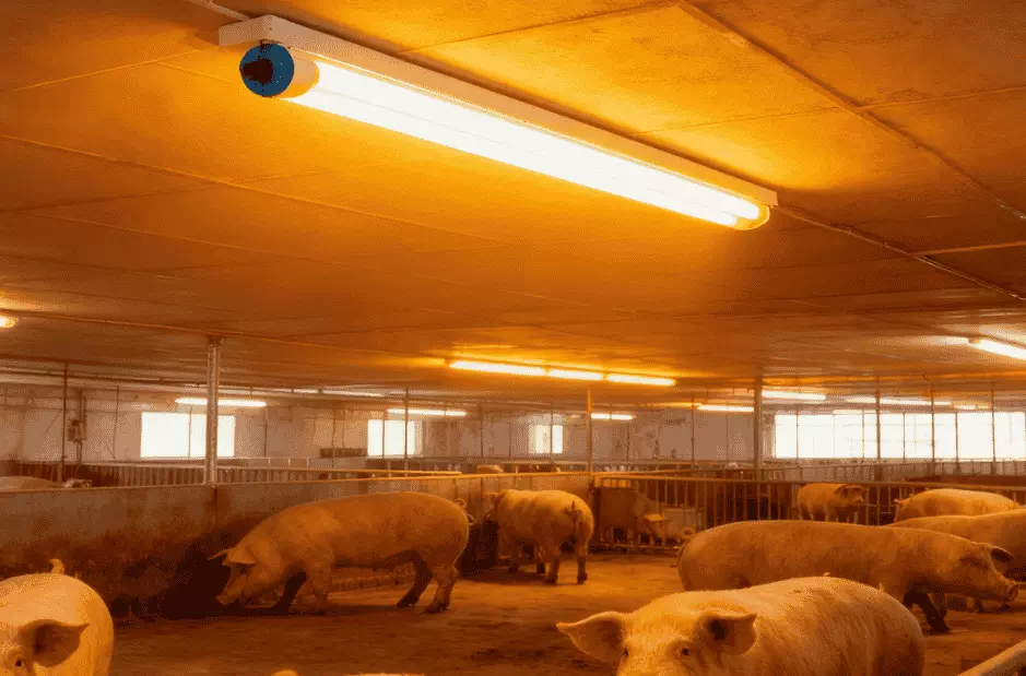 LED-Beleuchtung für Schweinestall (1)